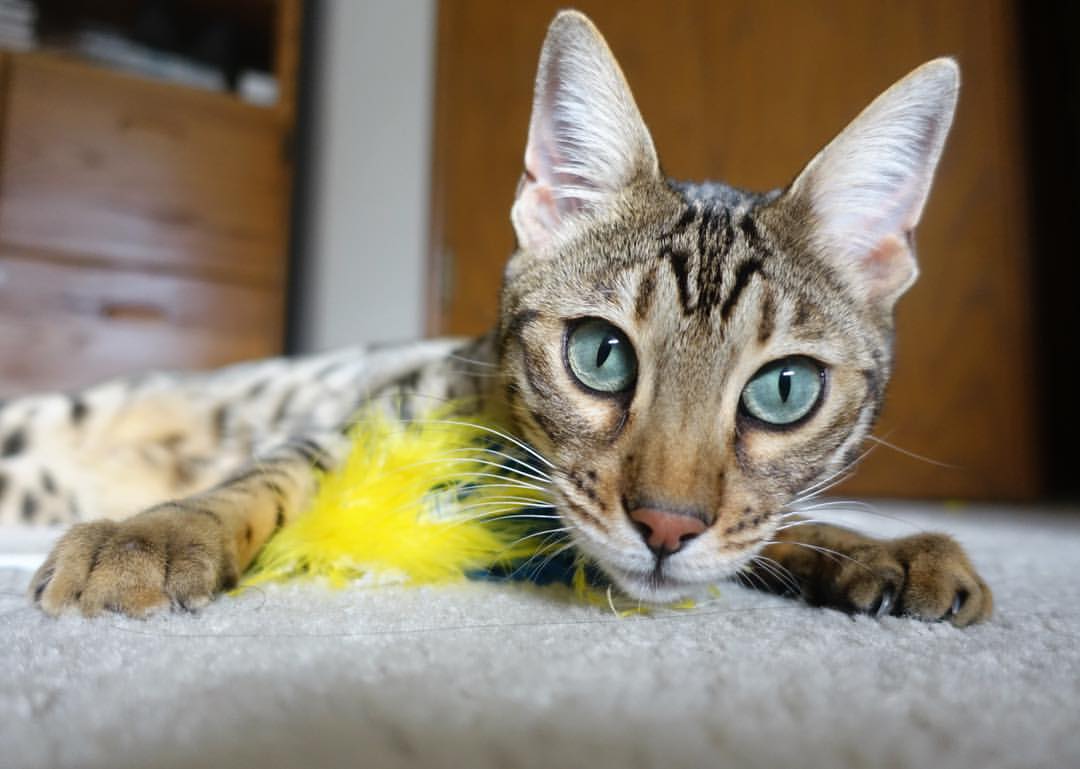 高墙之内无风浪，当戈贝尔筑起禁飞区，开拓者已让篮网的悬念沉入深海