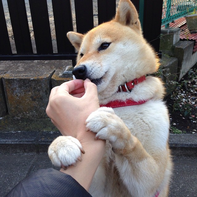 绝境长城！米切尔末节18分接管比赛，森林狼客场鏖战力克猛龙