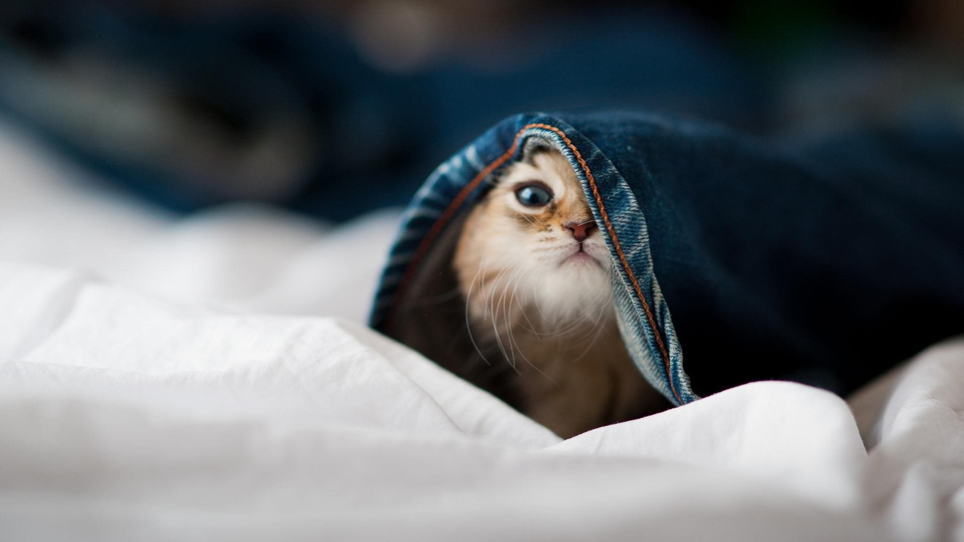 从恶评如潮到英雄归来，范弗利特如何在终场前一秒完成史诗救赎