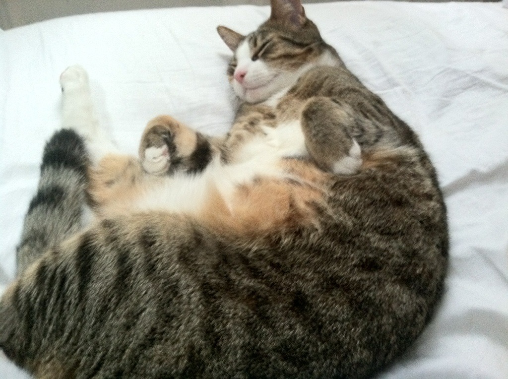 封神之夜,阿圭罗的怒吼如何刺穿摩纳哥的钢铁洪流