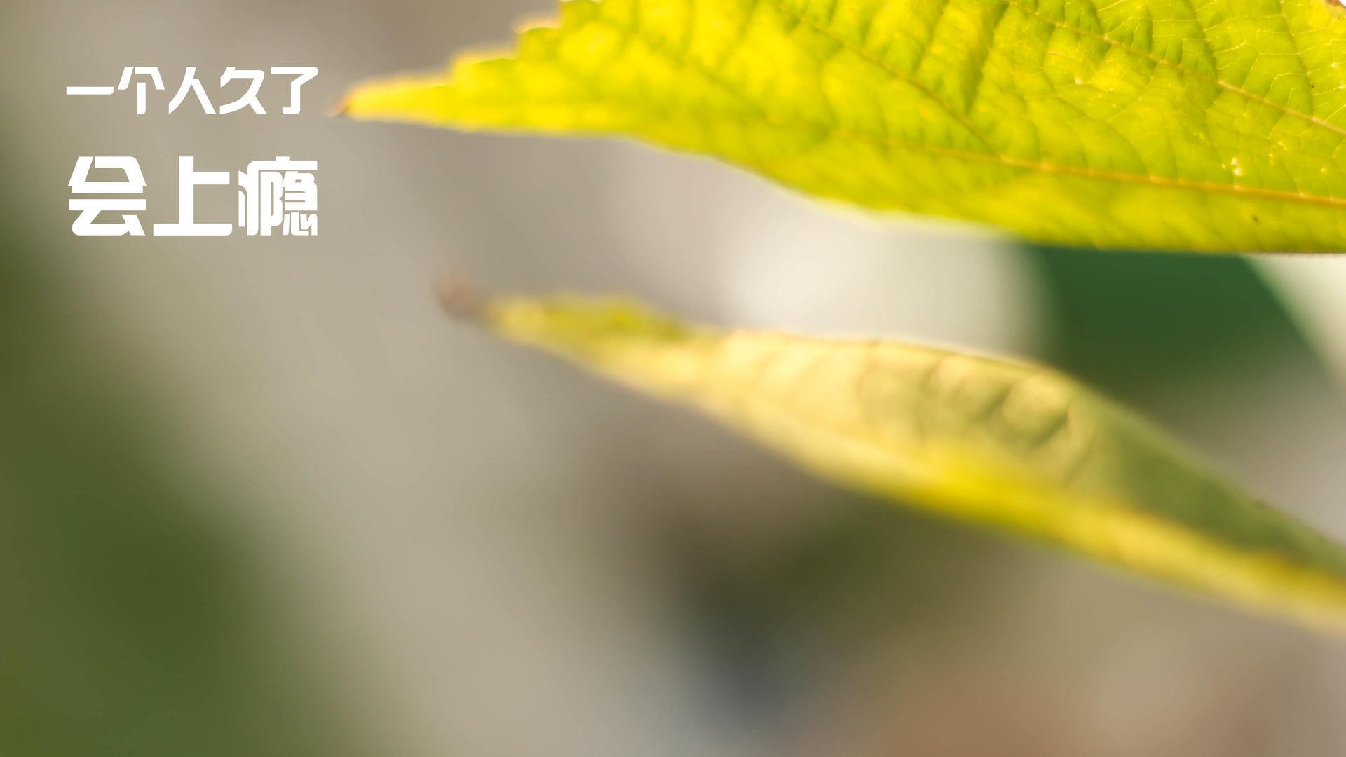 独舞的王者!福克斯末节救赎之战,公牛一胜定乾坤