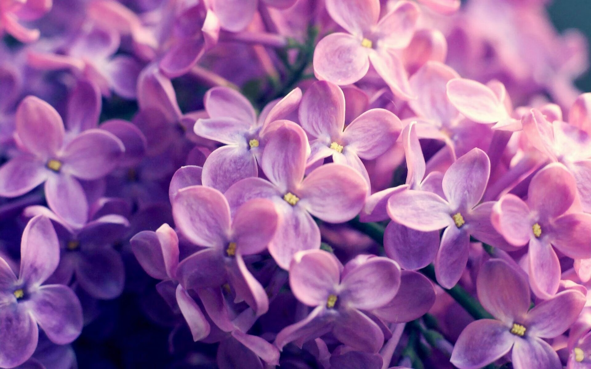 富安健洋演绎现代防守艺术，亚特兰大1-0力克法国劲旅的战术密码