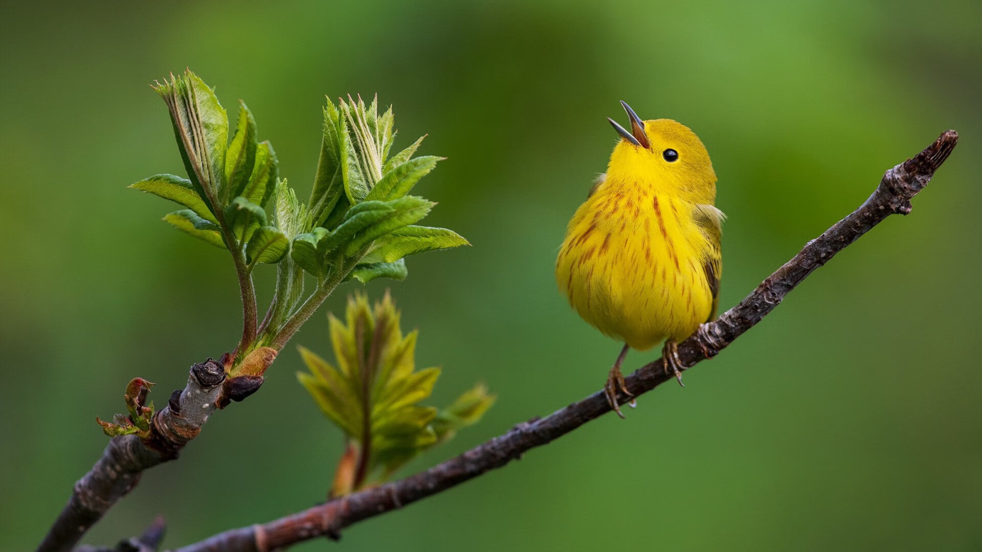 双线掌控，从热火决胜局到F1街道赛的体育哲学