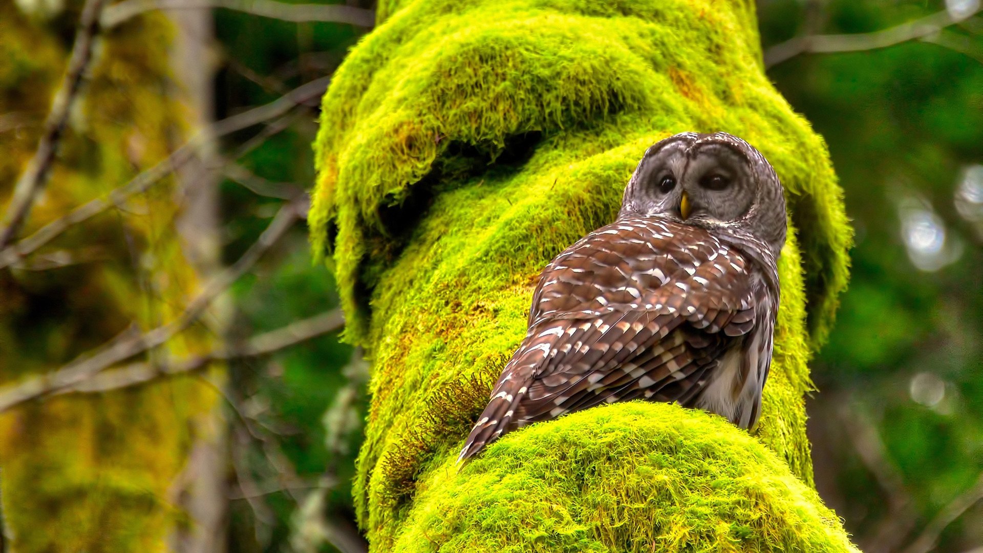 冰川封喉，法比尼奥如何用一节比赛为加拿大锁定胜局