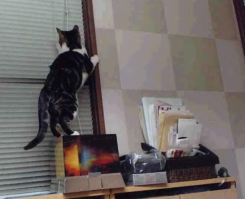 惊雷滚过，唯我岿然！辽宁闪电战击穿风暴眼，福克斯稳如定海神针