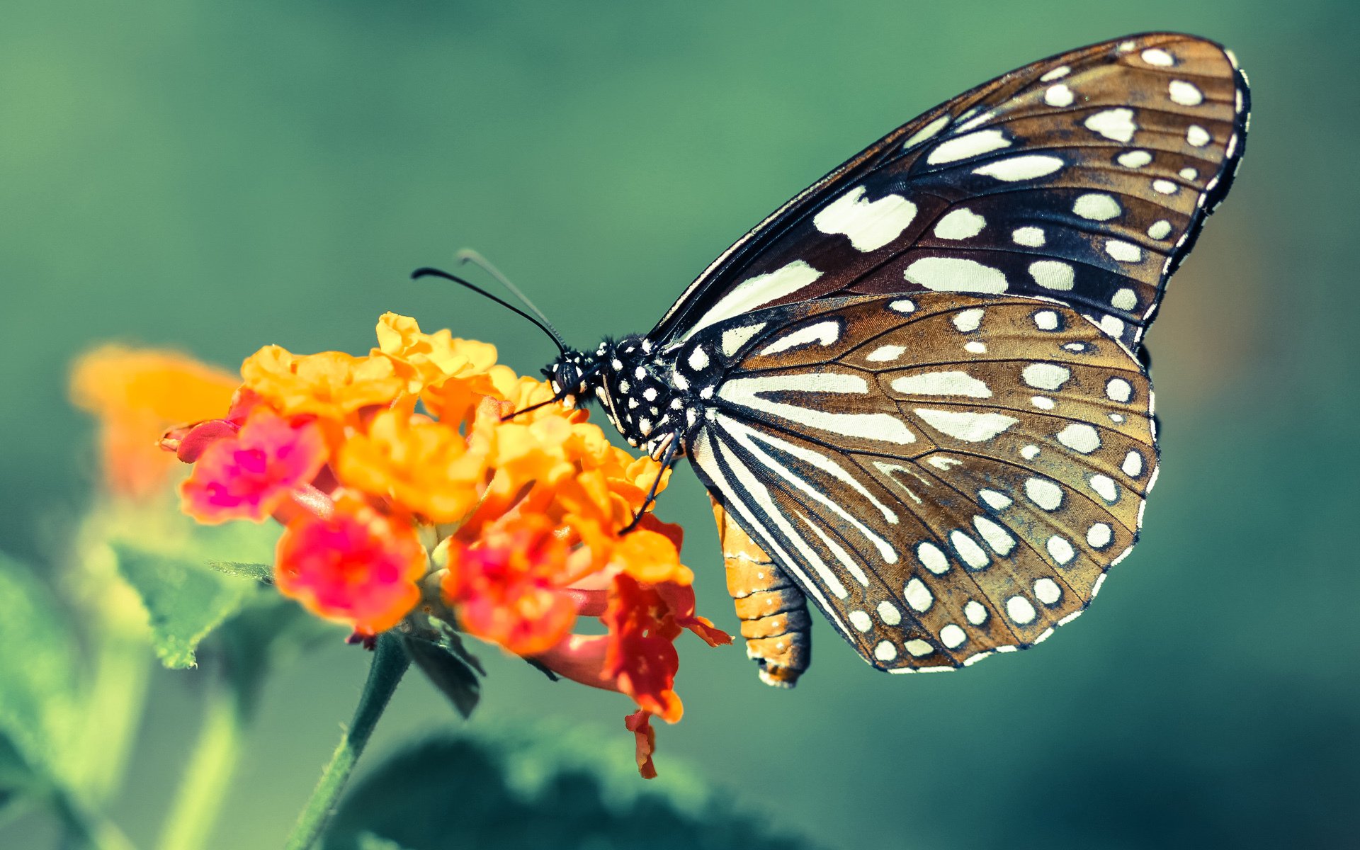 世界级与联盟级，约基奇塑造全球篮球新标杆，活塞演绎团队胜利本质