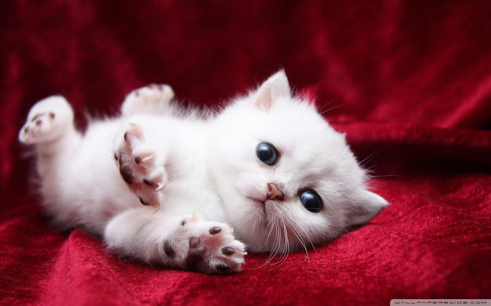 绿茵场上的地缘博弈，坎特一夫当关，摩纳哥封锁伊朗锋线