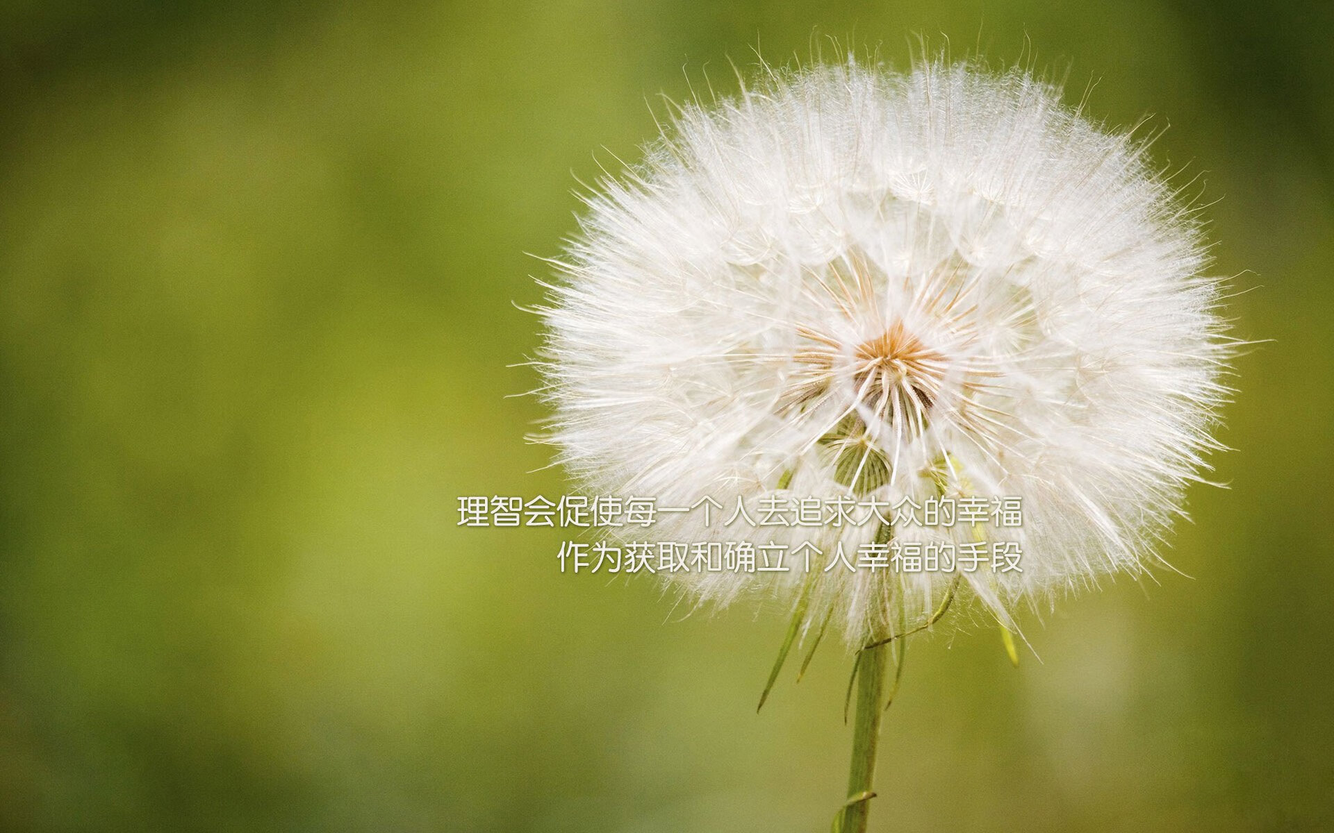 跨越东西部的决胜瞬间，独行侠压哨绝杀灰熊，布克东决关键战接管比赛