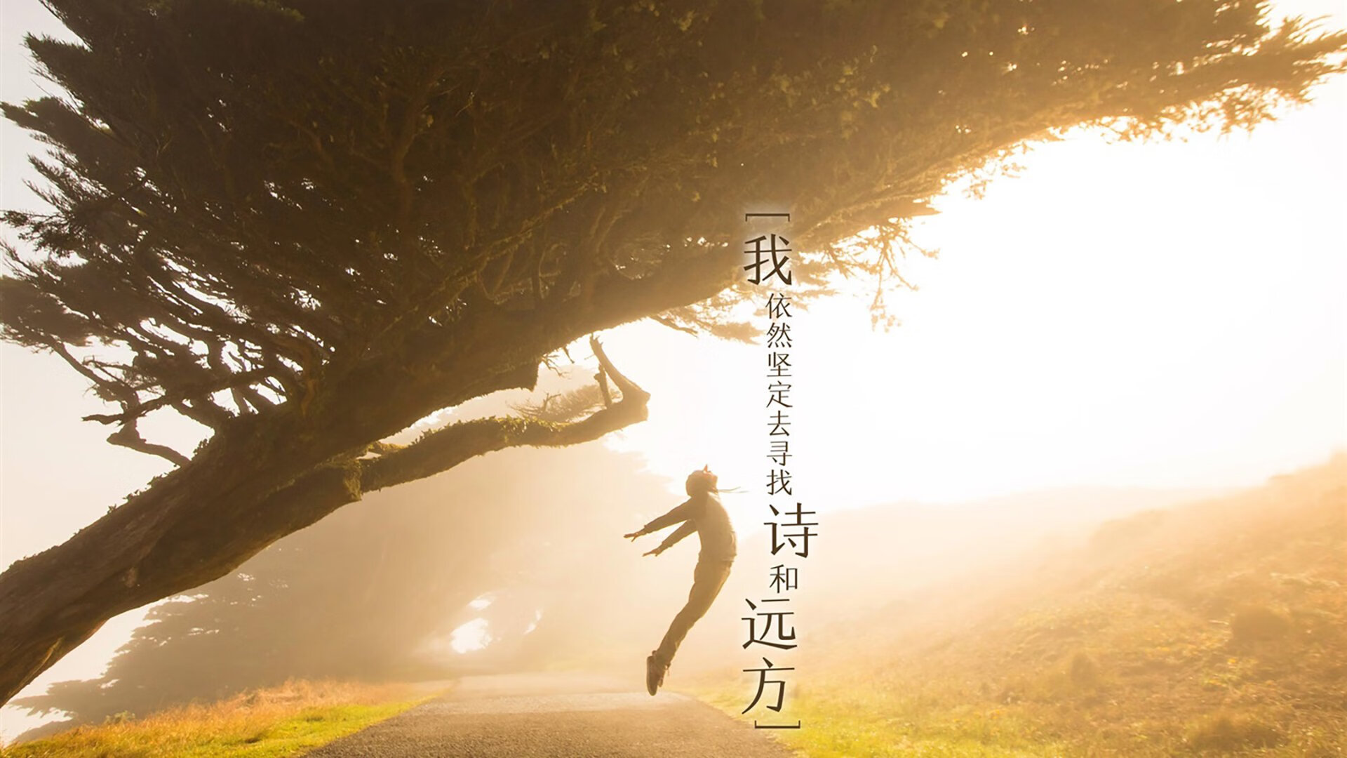樱花风暴与孤星陨落，2026世界杯D组，一场关于速度的文明更迭
